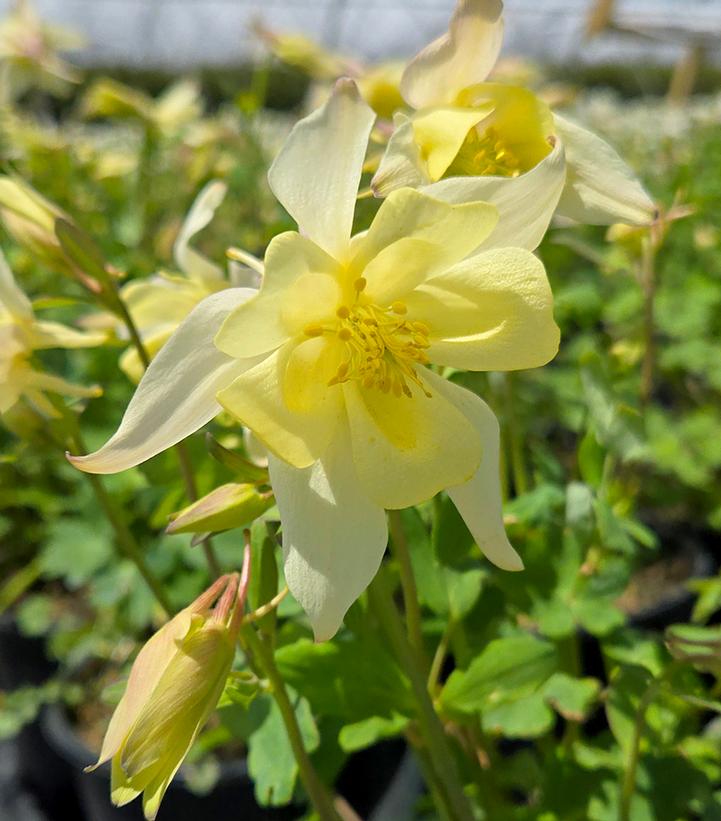 Earlybird™ Yellow Columbine