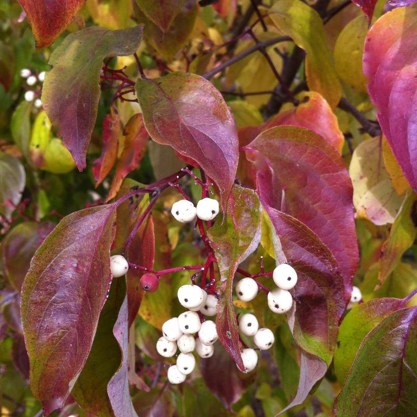 Gray Dogwood