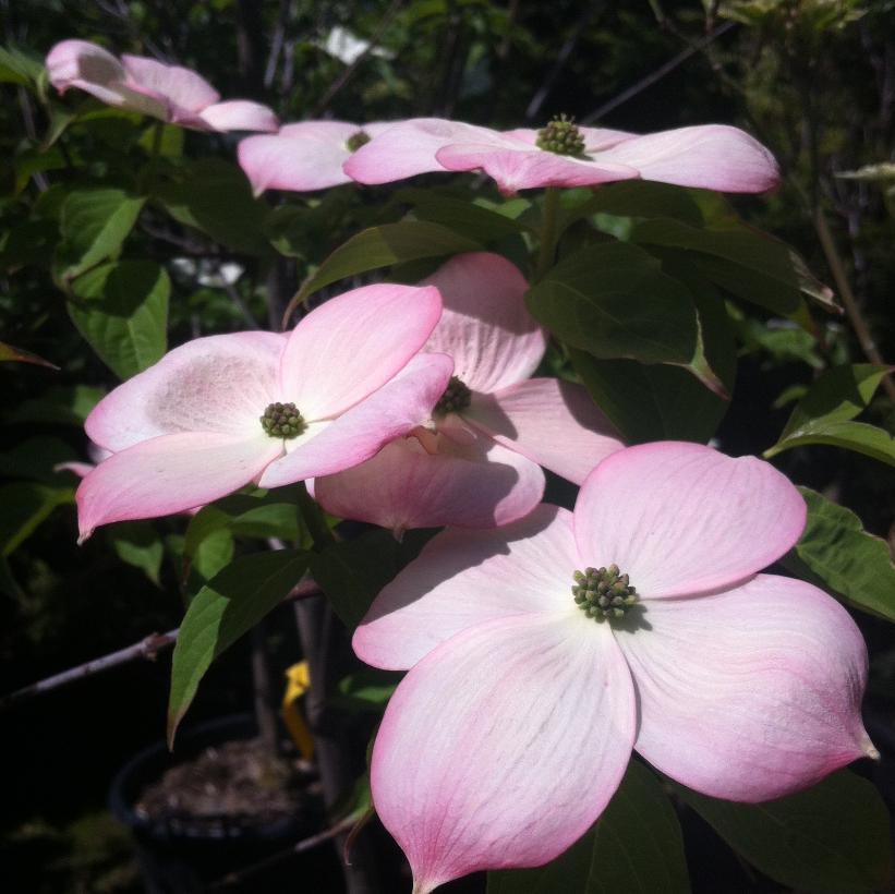Stellar Pink® Dogwood