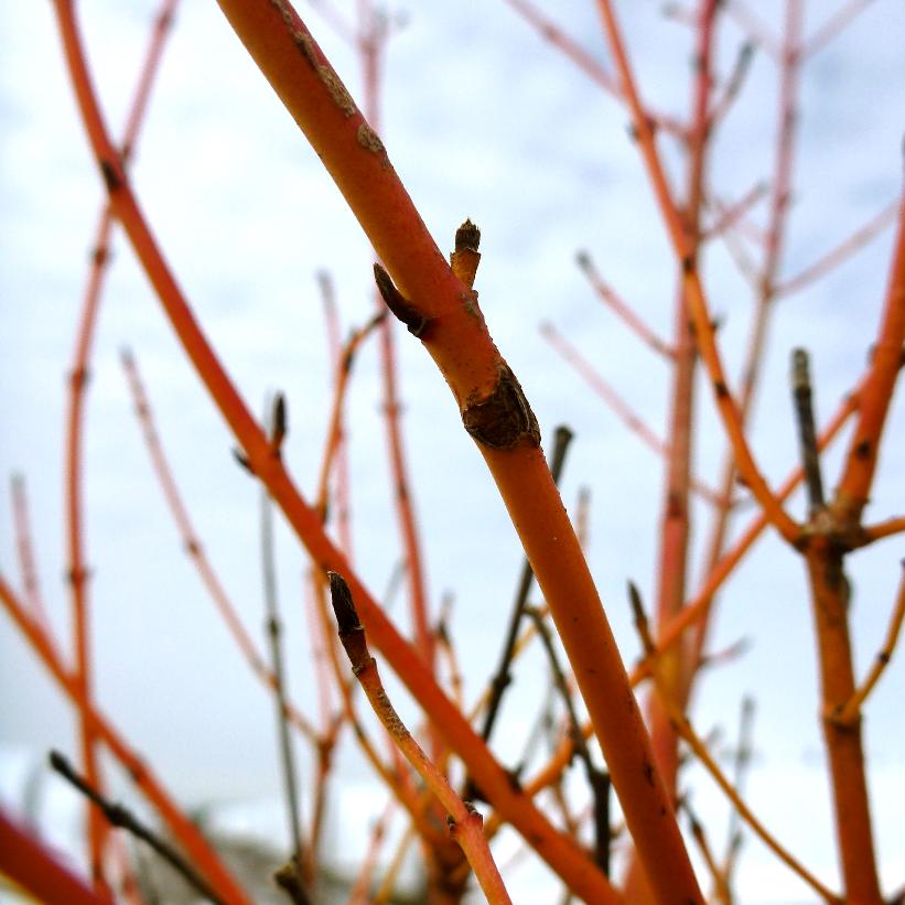 Winter Beauty Dogwood