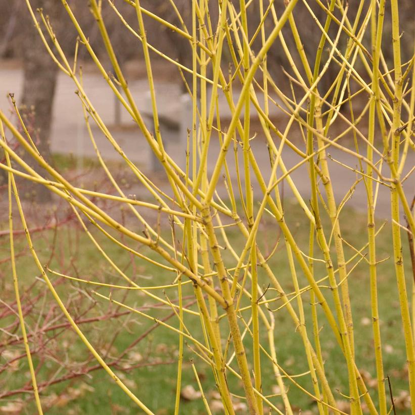 Flaviramea Yellowtwig Dogwood