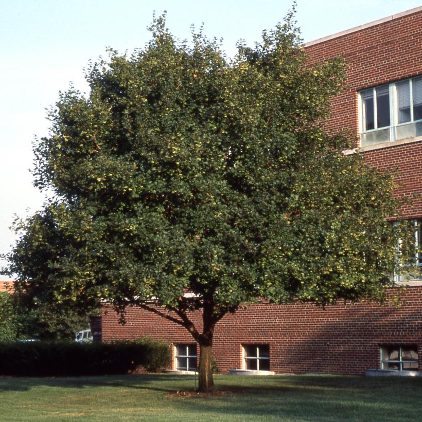 Hedge Maple