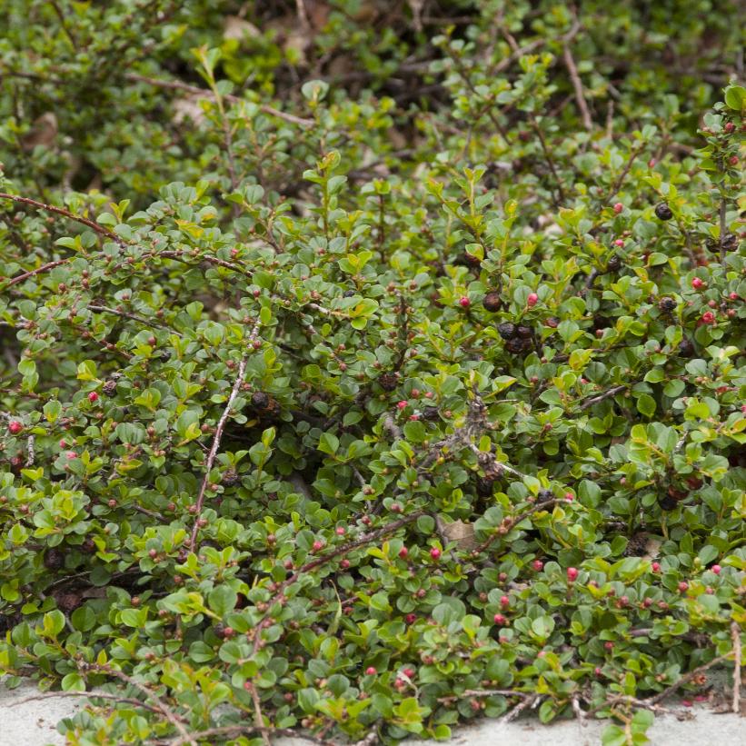 Cranberry Cotoneaster