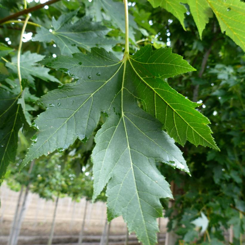Celebration® Maple