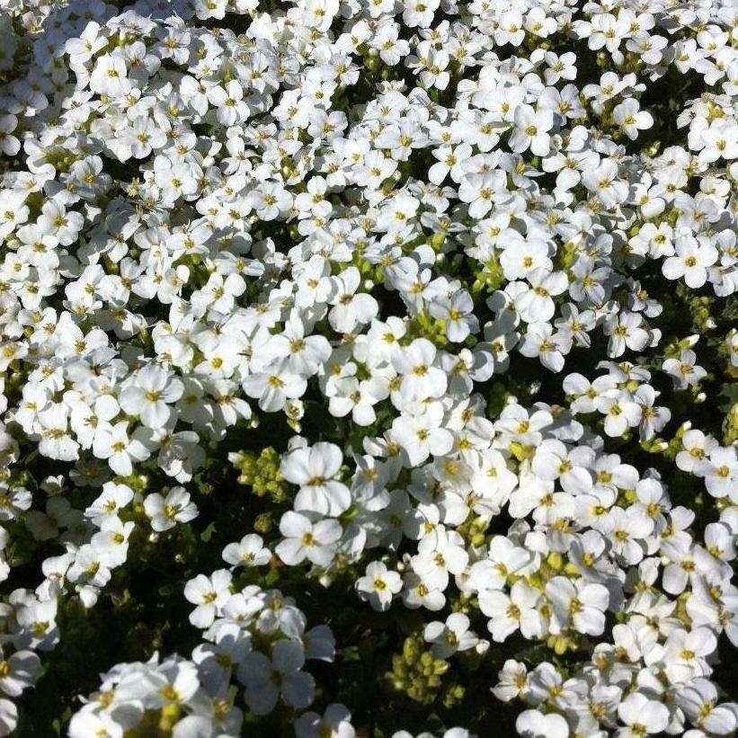 Snowcap Wall Cress