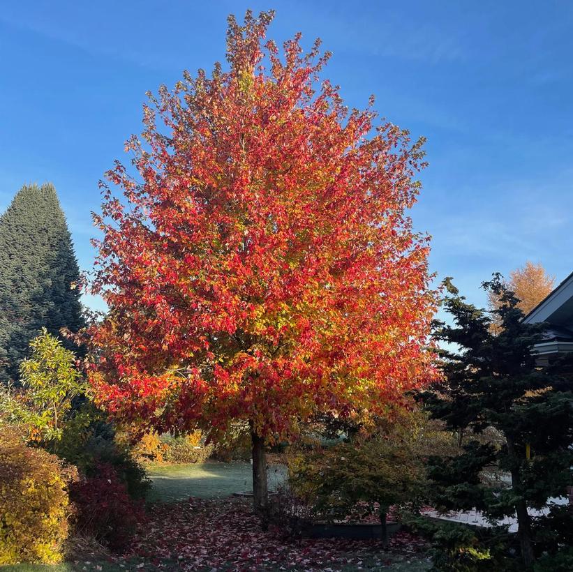 Marmo Maple