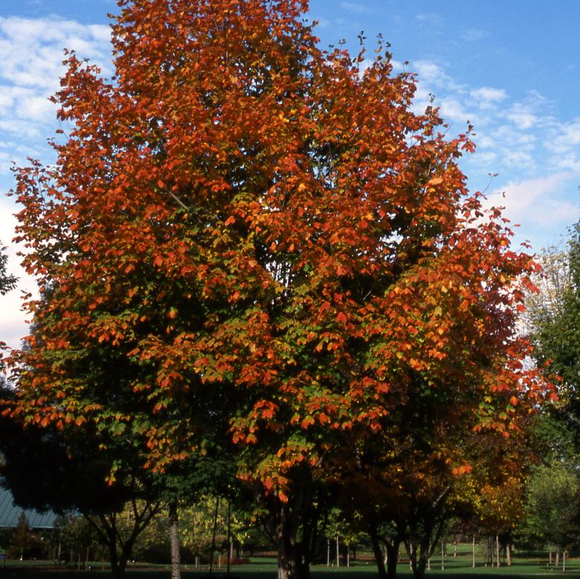 Green Column Maple