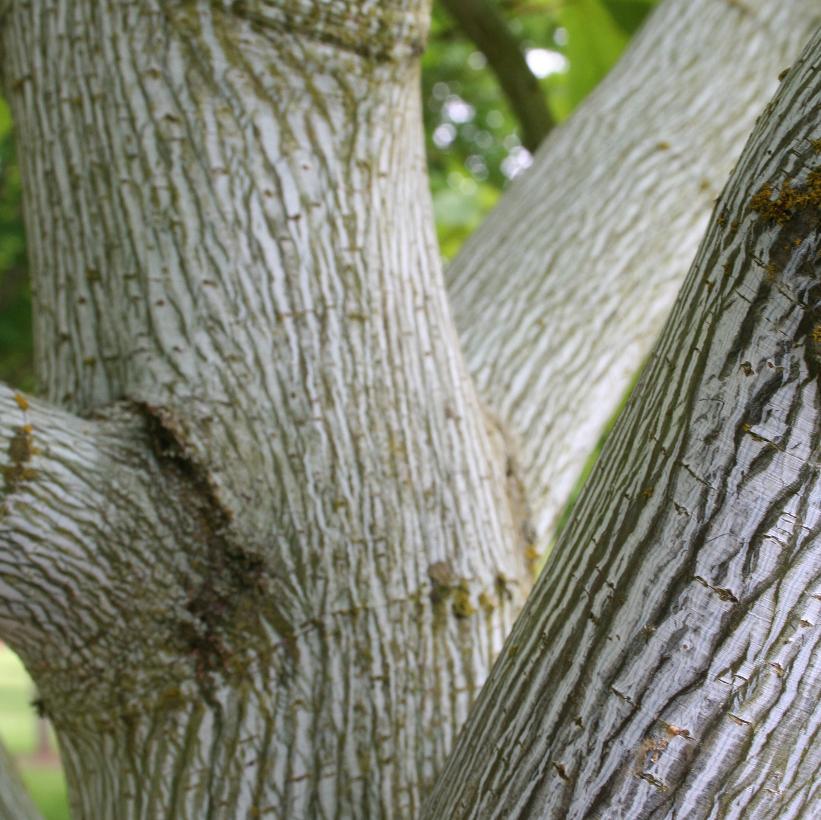 Striped Maple, Snake Bark Maple