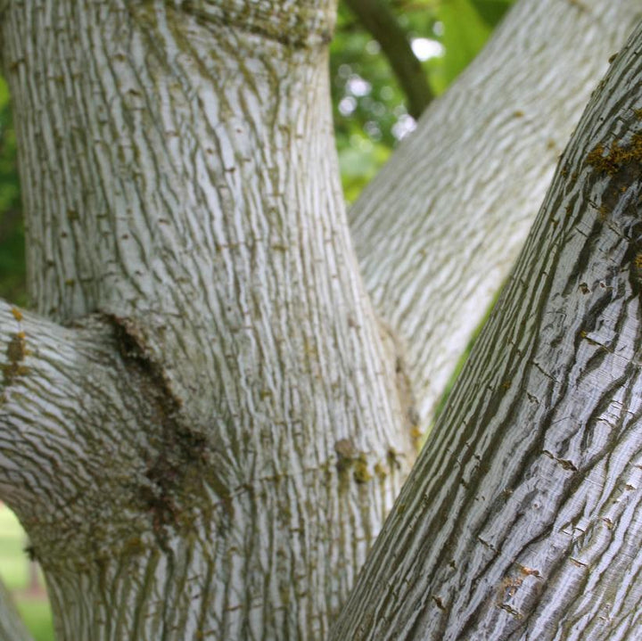 Striped Maple, Snake Bark Maple