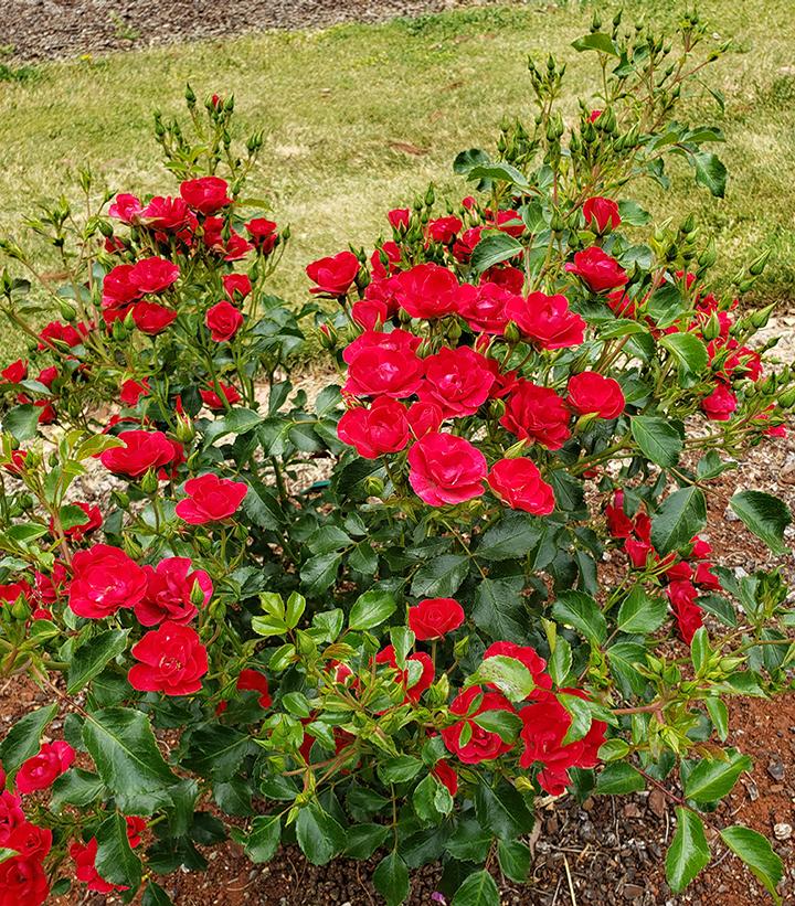 Mini Cherry Carpet Rose