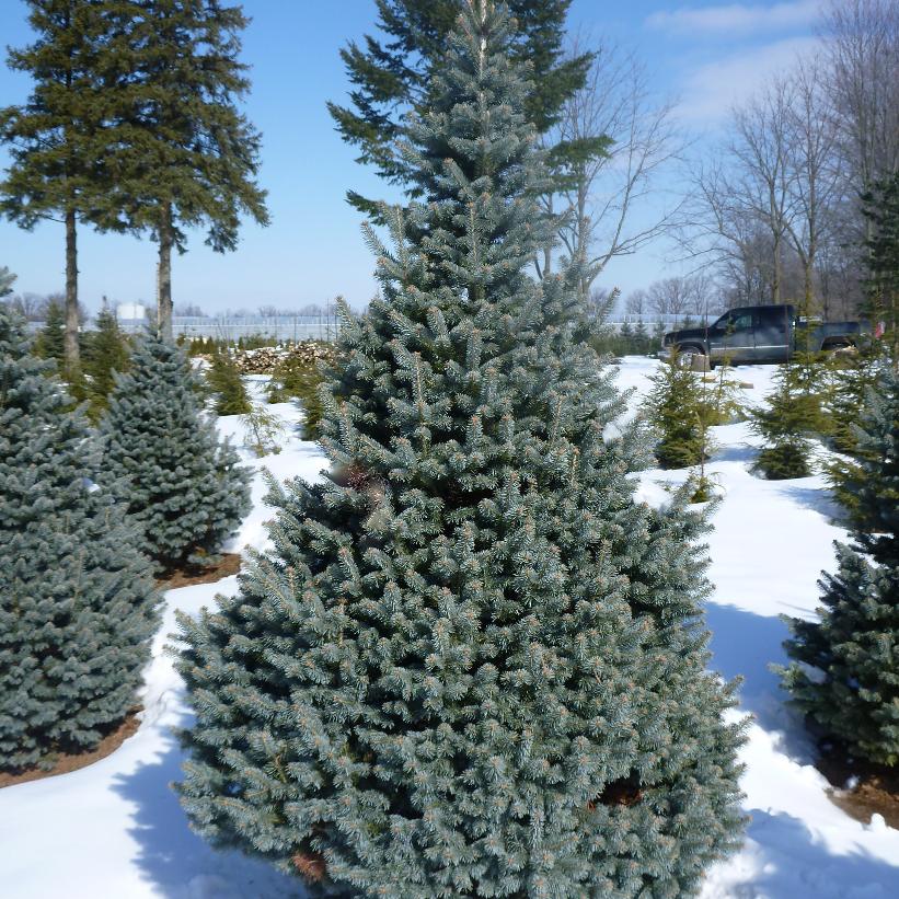 Compact Rocky Mountain Fir