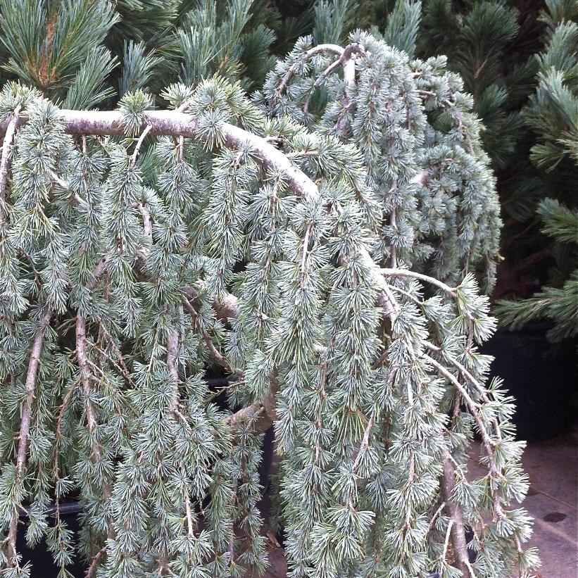 Weeping Blue Atlas Cedar