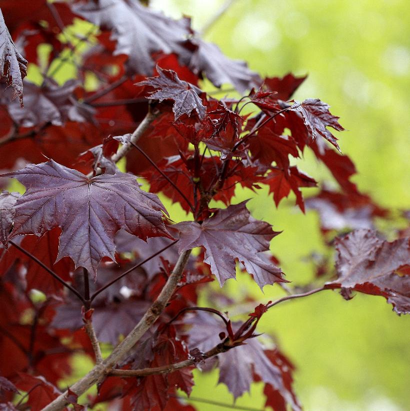 Crimson King Maple