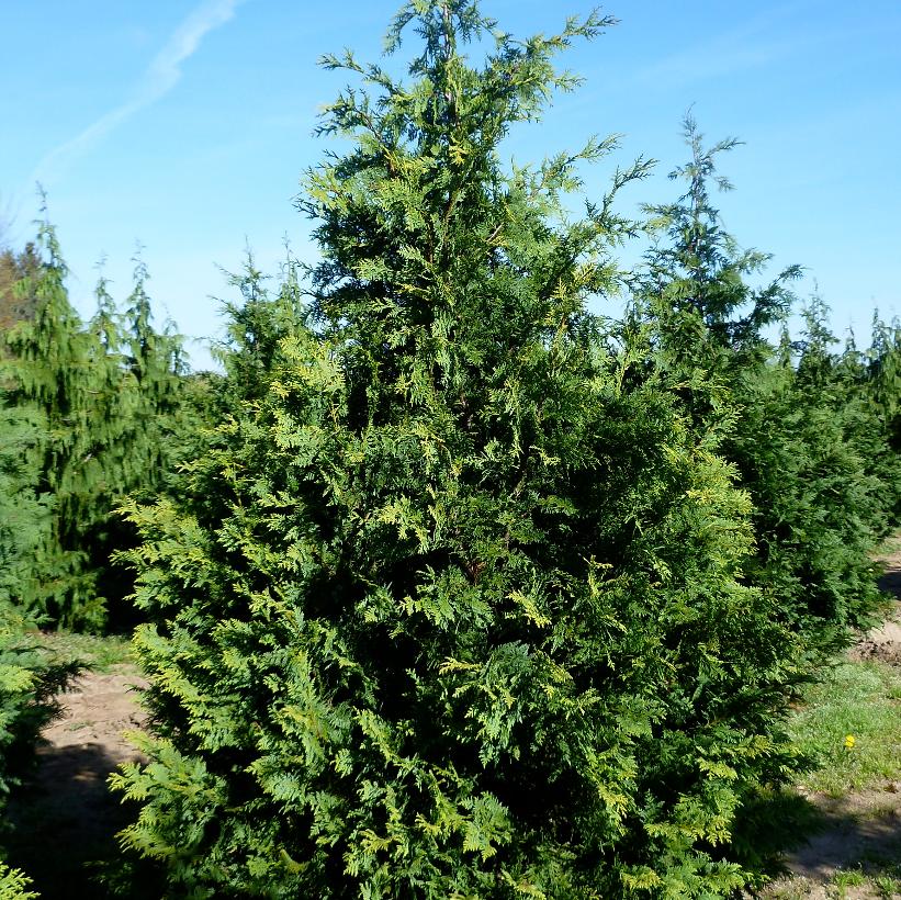 Golden Nootka Falsecypress, Golden Alaskan Cedar
