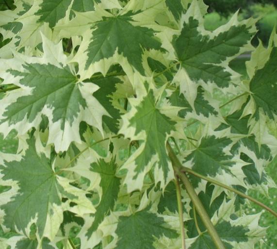 Harlequin Maple, Silver Variegated Maple
