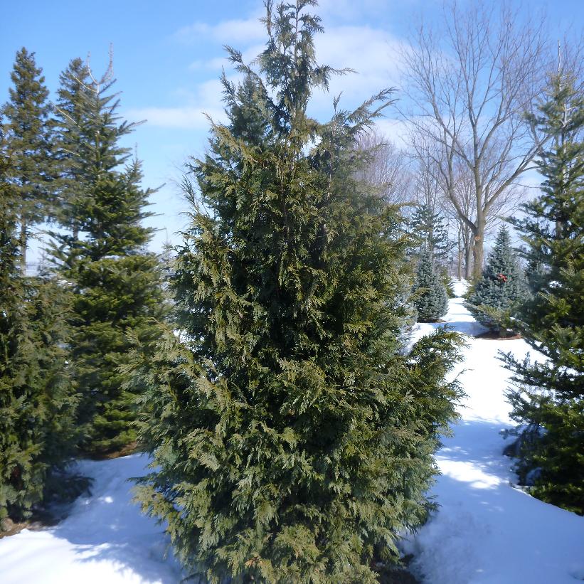 Blue Nootka Falsecypress, Blue Alaskan Cedar