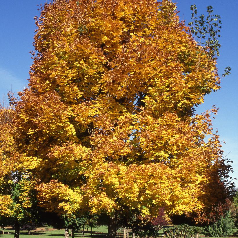 Emerald Queen Maple