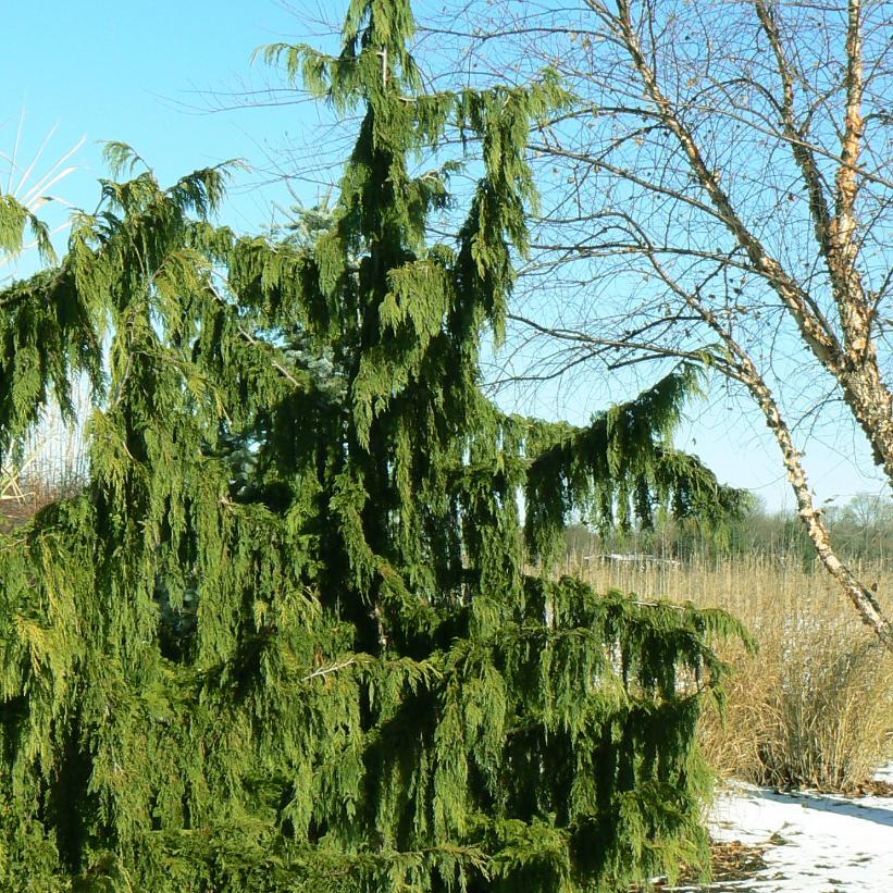 Weeping Nootka Falsecypress, Weeping Alaskan Cedar