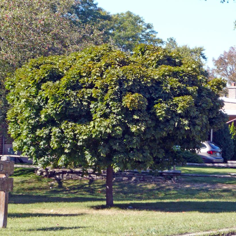 Globe Maple