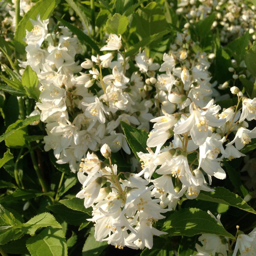Slender Deutzia