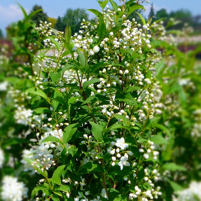 Compacta Compact Deutzia