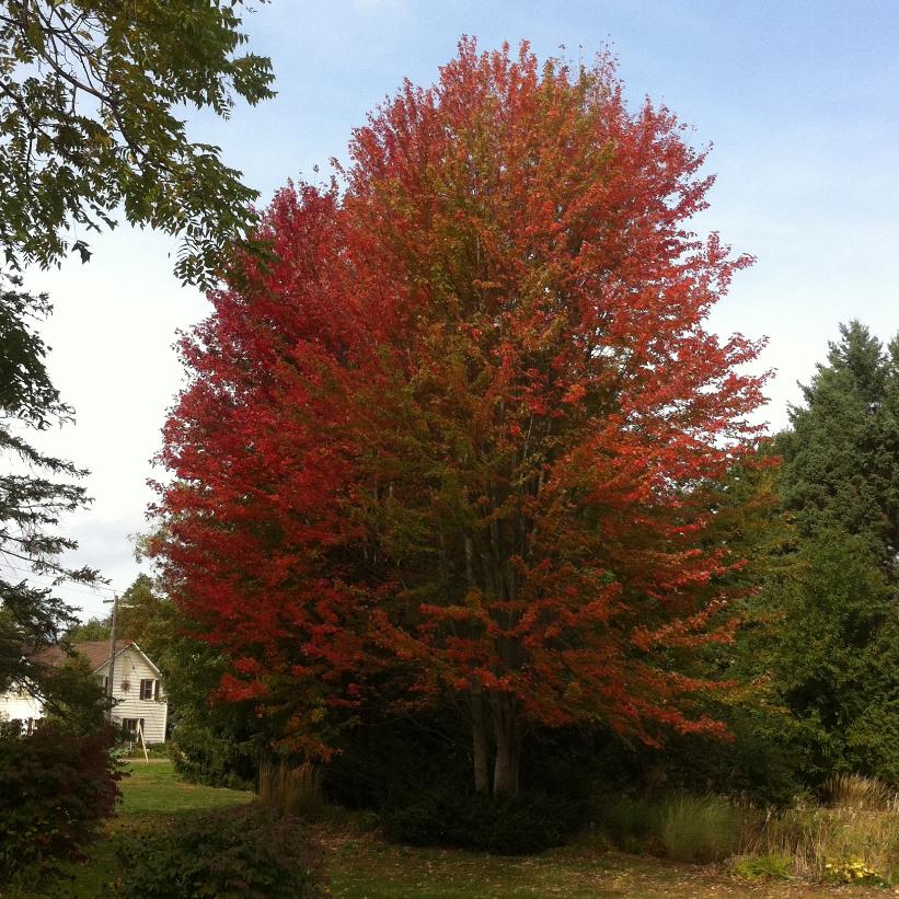 Red Maple