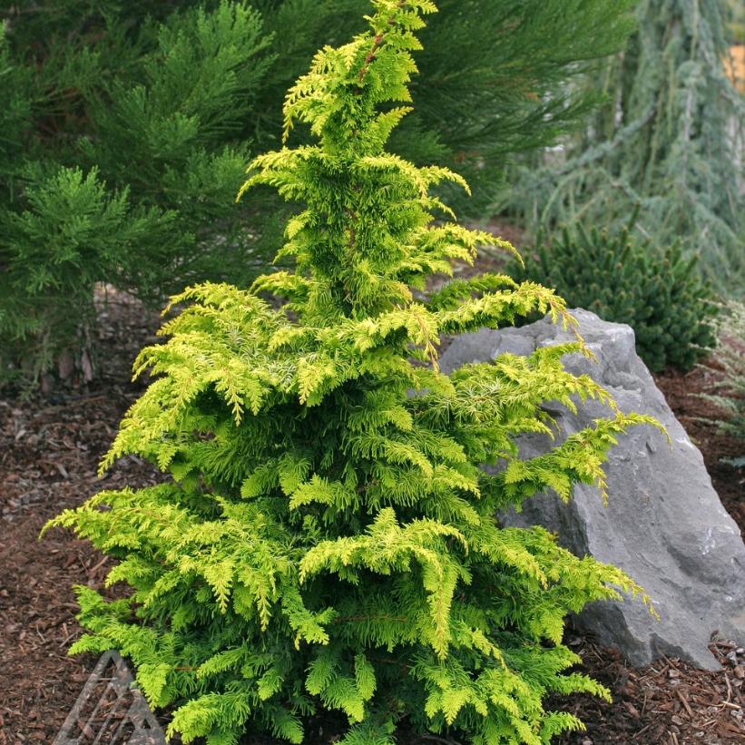 Gold Hinoki Falsecypress