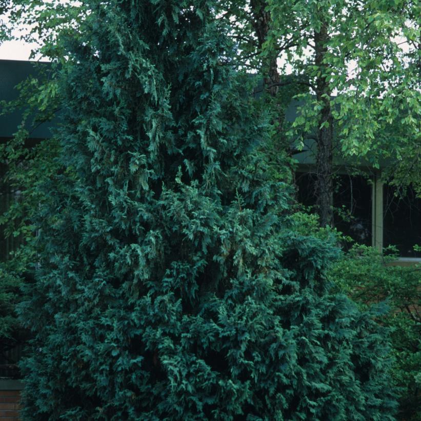 Slender Hinoki Falsecypress