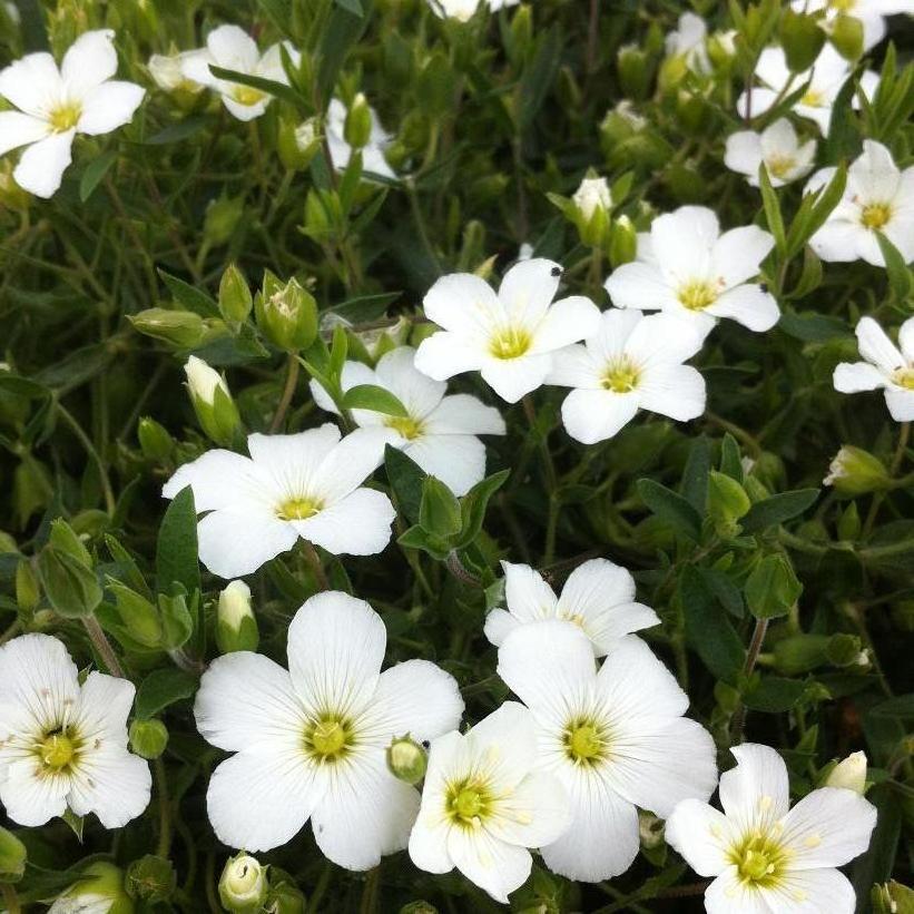 Mountain Sandwort