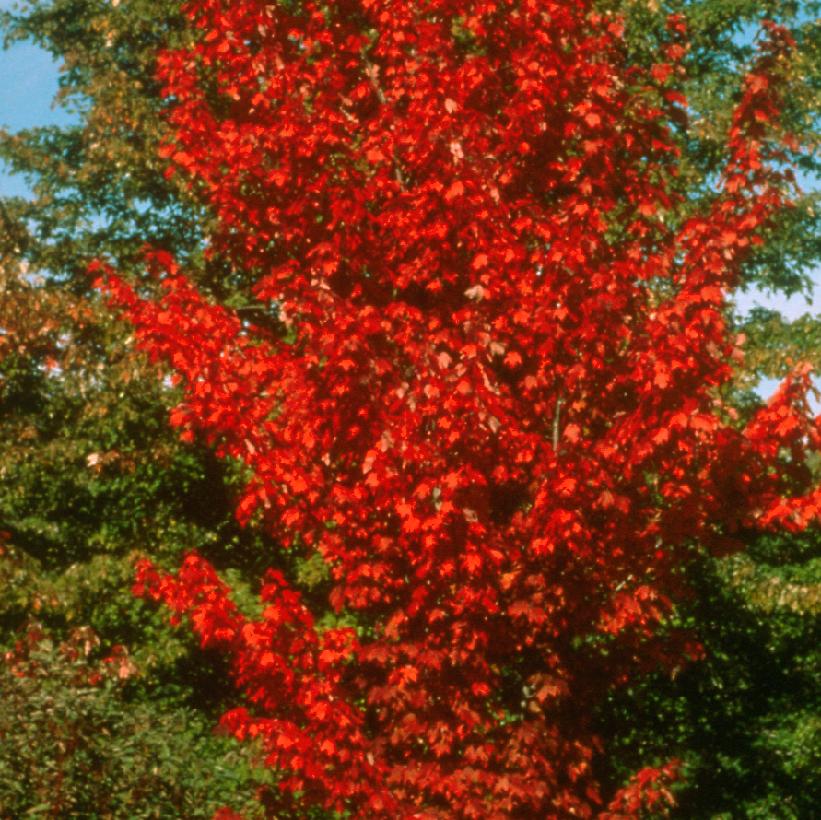 Autumn Spire Maple