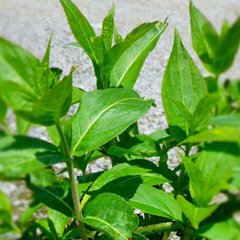 Morton Summer Stars™ Honeysuckle