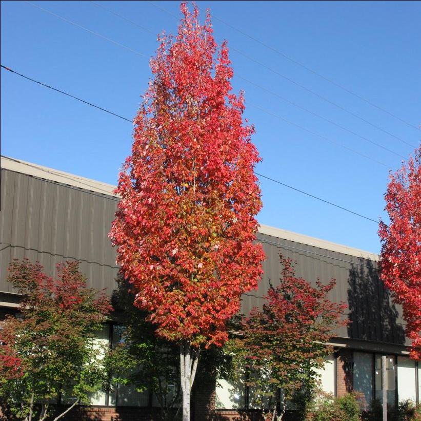 Bowhall Maple