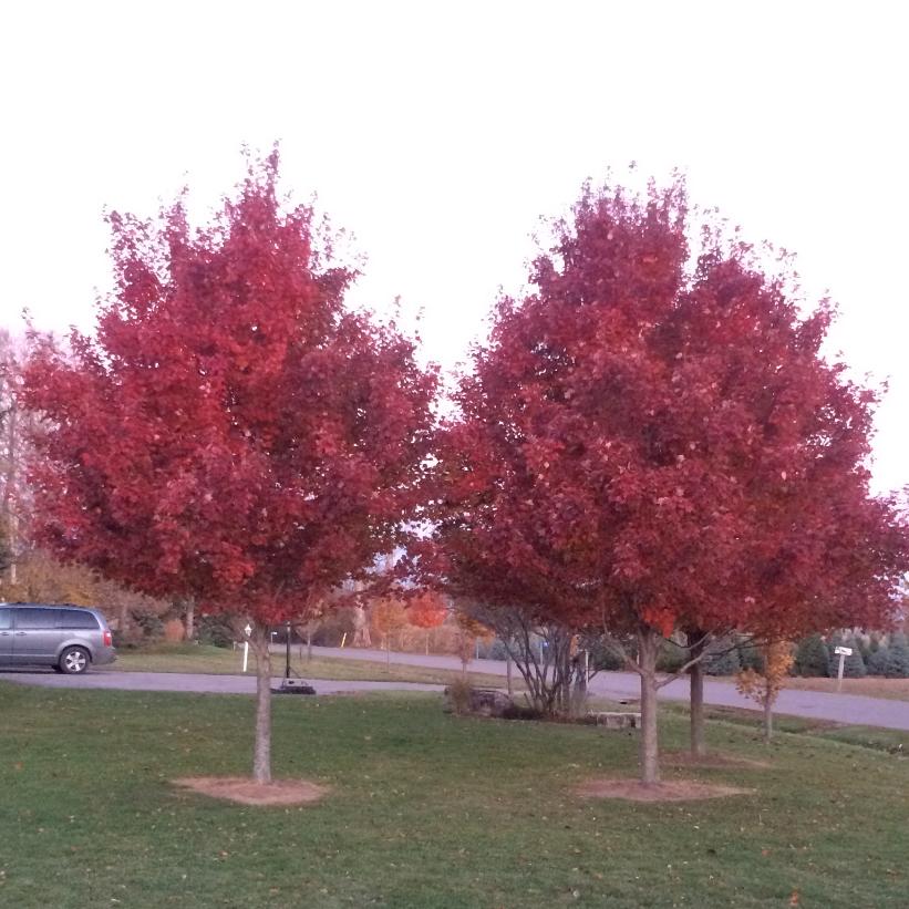Brandywine Maple