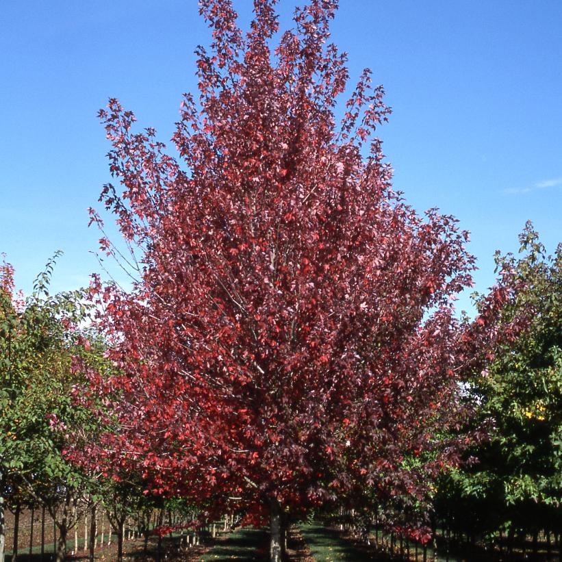 Frank Jr. Redpointe® Maple