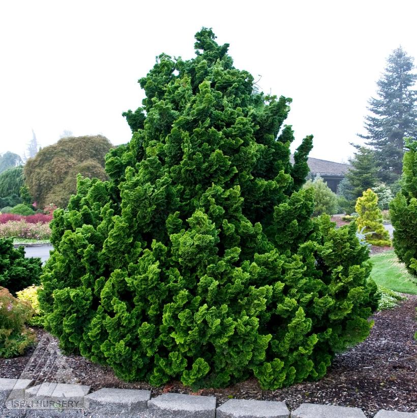 Dwarf Hinoki Falsecypress