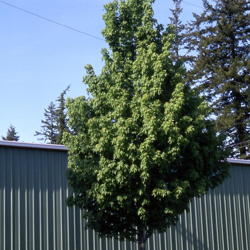 Karpick Maple