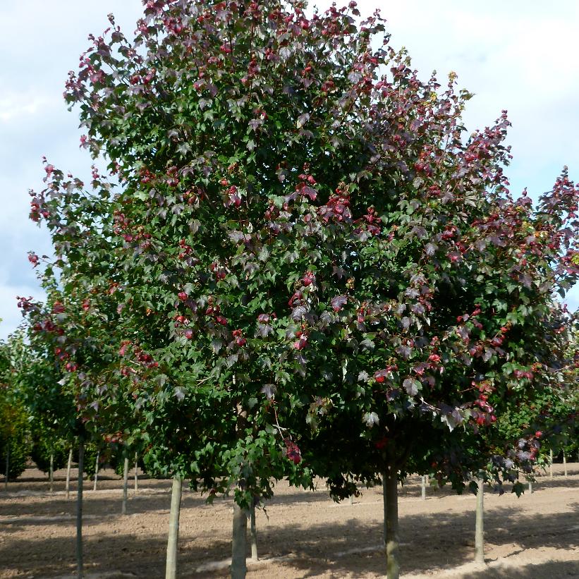 Burgundy Belle® Maple