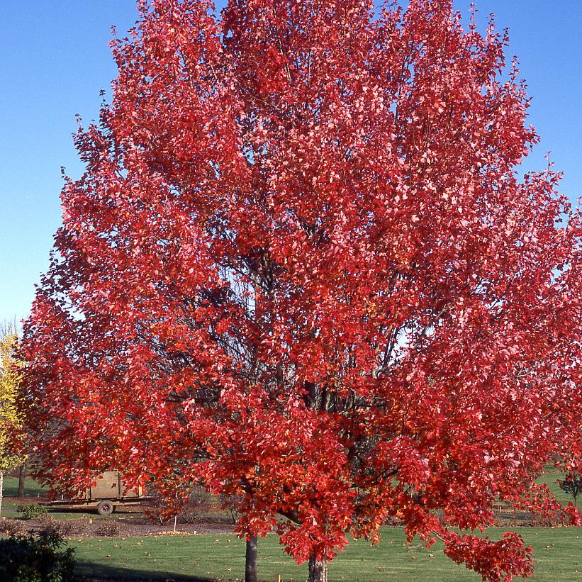October Glory® Maple