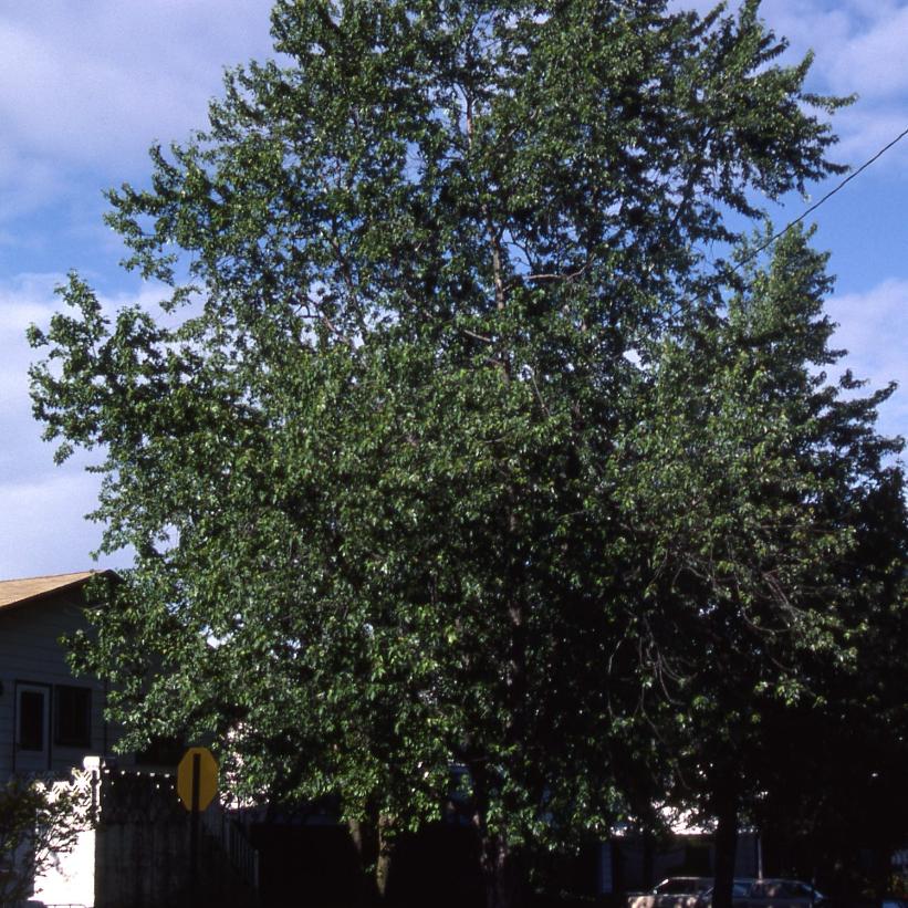 Silver Maple