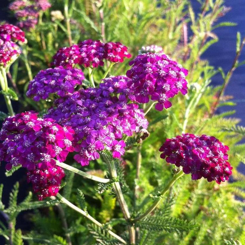 Kirschkonigin Yarrow