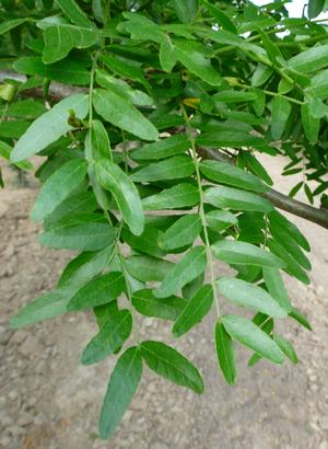 Halka™ Honeylocust