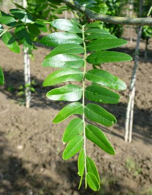 Street Keeper® Honeylocust