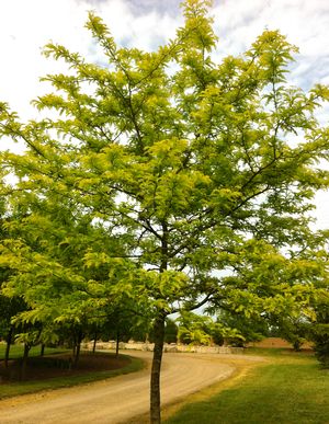 Sunburst® Honeylocust