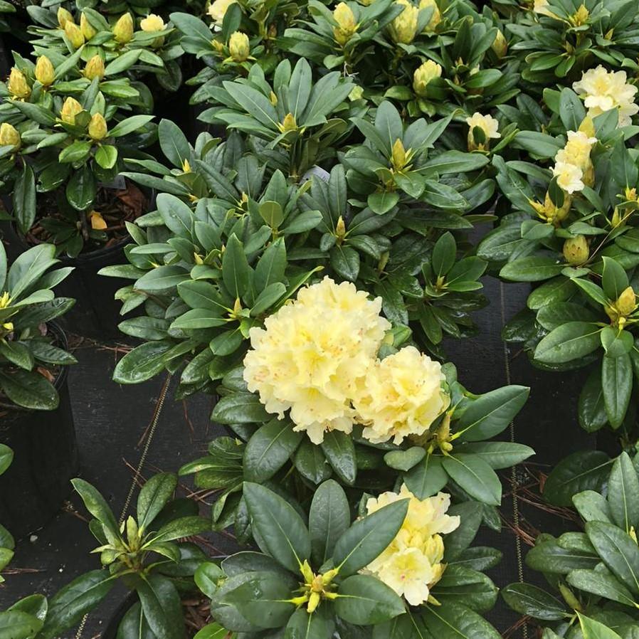 Capistrano Rhododendron