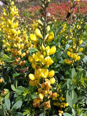 Solarflare Prairieblues™ Wild Indigo