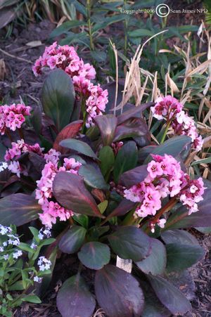 Pink Dragonfly Heartleaf Bergenia, Pig-Squeak