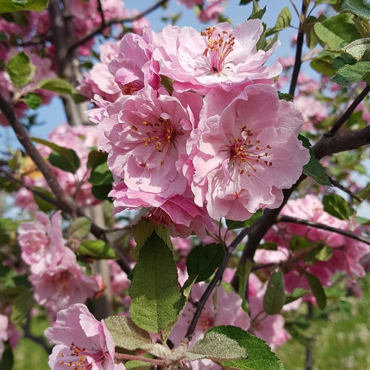 Brandywine® Crabapple