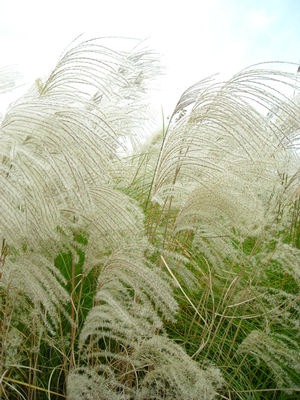 Graziella Maiden Grass