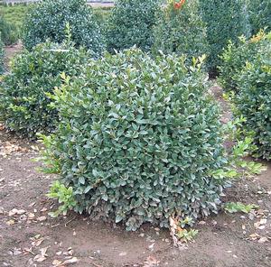 Green Velvet Boxwood