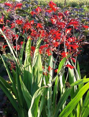 Emberglow Monbretia